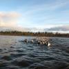 Caribou on the Kobuk.