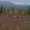 Some nice bulls on the hill overlooking onion portage.