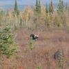 Kobuk River Lodge client photographs caribou